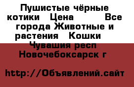 Пушистые чёрные котики › Цена ­ 100 - Все города Животные и растения » Кошки   . Чувашия респ.,Новочебоксарск г.